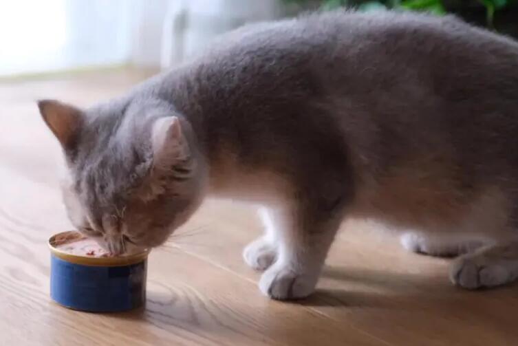猫猫怎么喂罐头