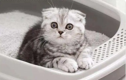 猫砂放哪里比较合适