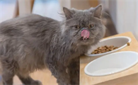 一文详解猫吃什么毛发可以变好看!