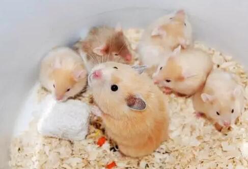 仓鼠可不可以吃鸟粮
