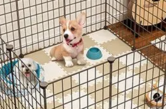 狗总在笼子里拉屎怎么办 狗总在笼子里拉屎怎么办