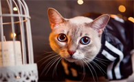猫笔记:猫益生菌粉的作用与功效