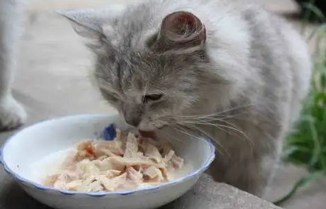 猫吃罐头好不好