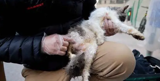 因为小哥的停留,受伤的猫咪有了改变命运的机会 因为小哥的停留,受伤的猫咪有了改变命运的机会