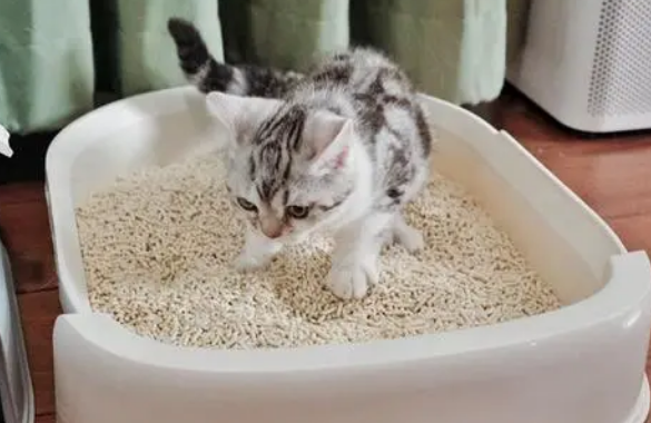 猫砂多久更换一次 猫砂多久更换一次