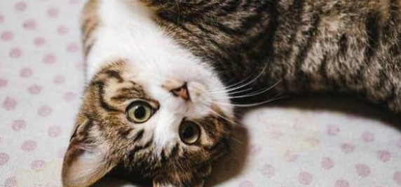 猫营养膏是什么?猫为什么要吃营养膏? 猫营养膏是什么?猫为什么要吃营养膏?