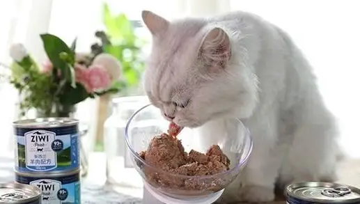 狗狗罐头猫咪可以吃吗