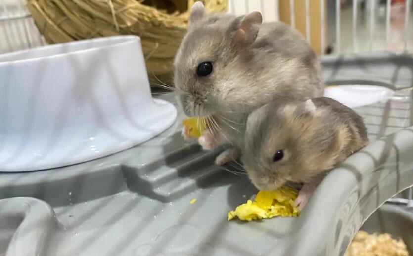 仓鼠粮能给猫吃吗 仓鼠粮能给猫吃吗
