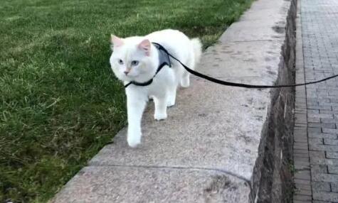 猫咪需要牵引绳吗