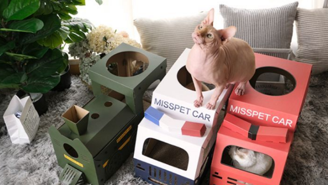 怎么选择猫咪喜欢的猫抓板? 怎么选择猫咪喜欢的猫抓板?