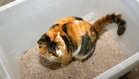 一袋猫砂能用多久