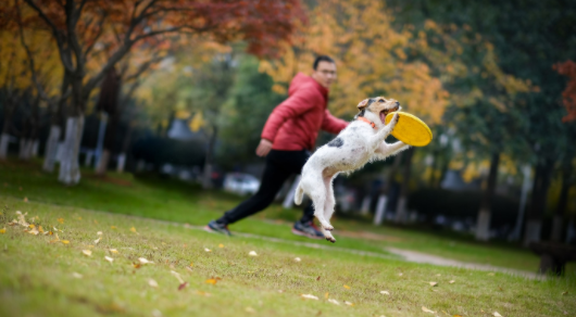 训练狗狗捡飞盘