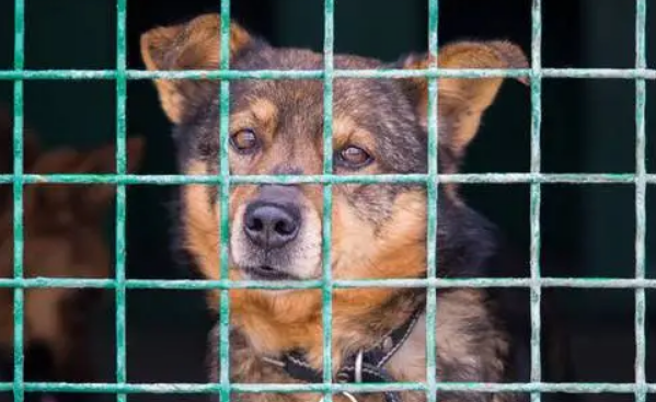 狗狗一直在笼子里叫 狗狗一直在笼子里叫