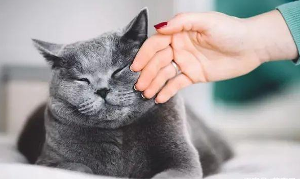 为什么不要和小猫对视，原来是这样！