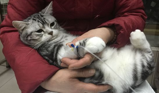 怎么判断猫咪是不是肠胃炎？来了解下