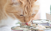 什么猫零食好