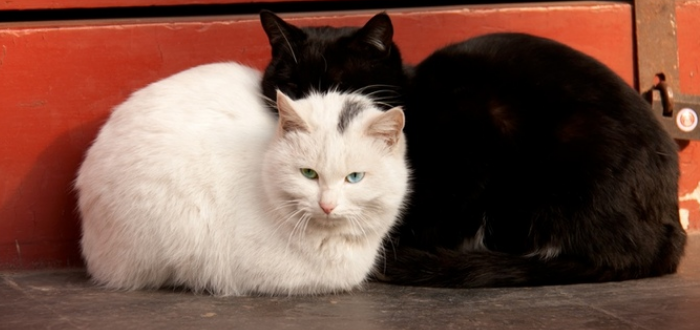猫粮一般买多少价位的 猫粮一般买多少价位的