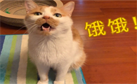 猫罐头十大品牌排行榜