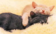 有些人命里不能养猫