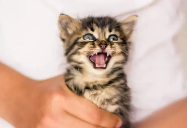 你会用猫咪益生菌吗？