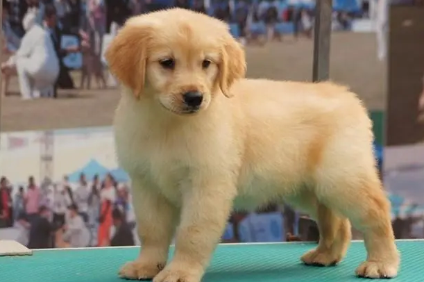 北京金毛犬价格 北京金毛犬价格