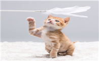猫还有什么玩具 猫还有什么玩具