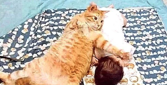 出去拿快递,回来发现猫咪不见了? 出去拿快递,回来发现猫咪不见了?