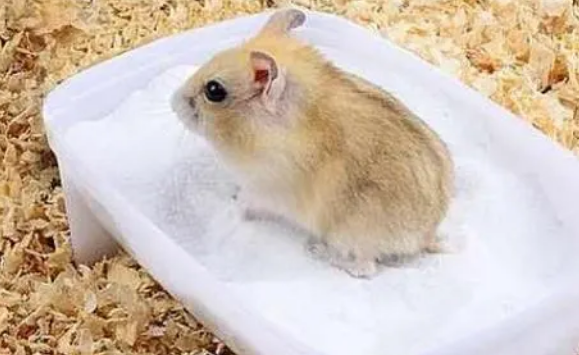仓鼠怎么洗澡? 仓鼠怎么洗澡?