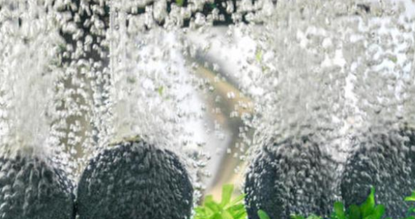 养鱼需要给鱼缸打氧吗？这两种情况不要打氧