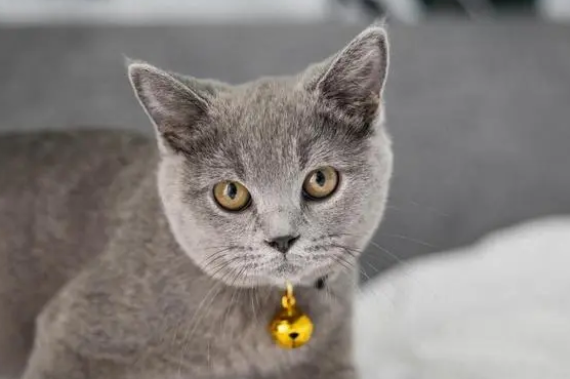 猫体内驱虫有什么注意事项你真的知道吗? 猫体内驱虫有什么注意事项你真的知道吗?