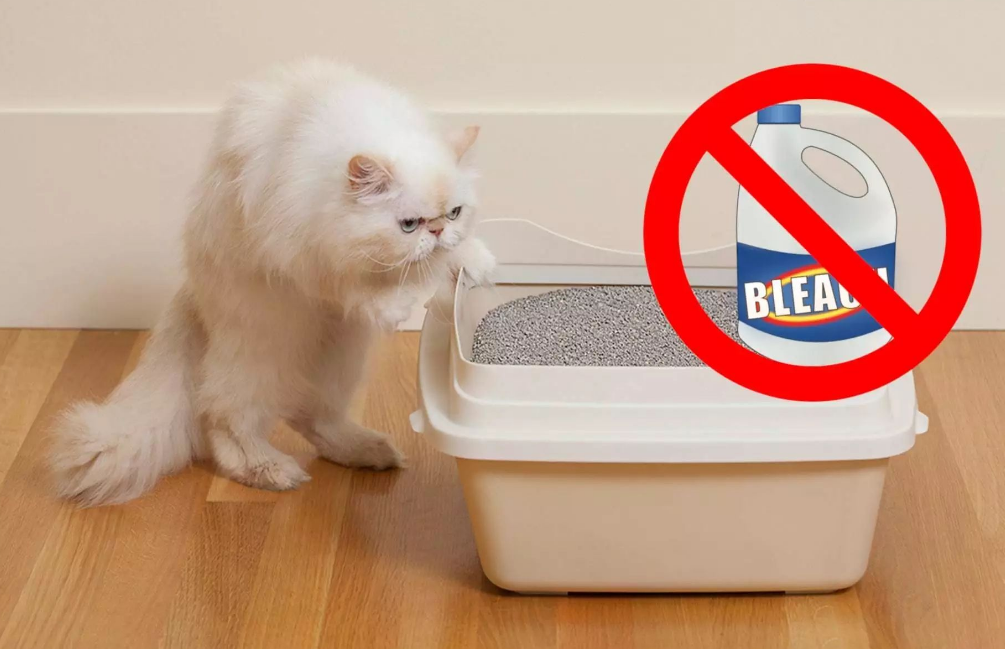 猫咪能闻消毒液吗