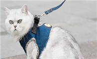 三种可以遛的猫分别是哪些?