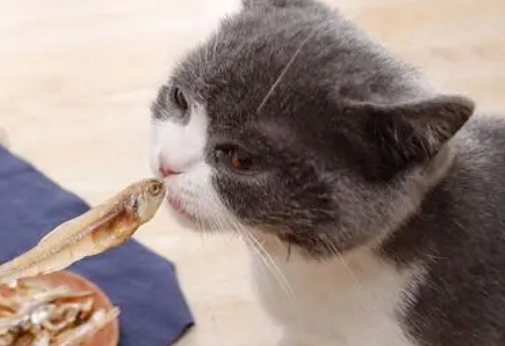 宠物猫零食吃什么