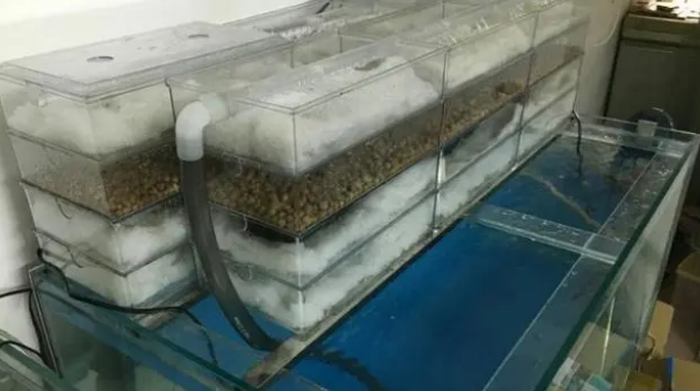 鱼缸无过滤无增氧能养观赏鱼吗?当然能,且不要被水族店表象误导 鱼缸无过滤无增氧能养观赏鱼吗?当然能,且不要被水族店表象误导