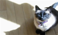 养猫笔记:猫拉稀益生菌怎么吃才正确