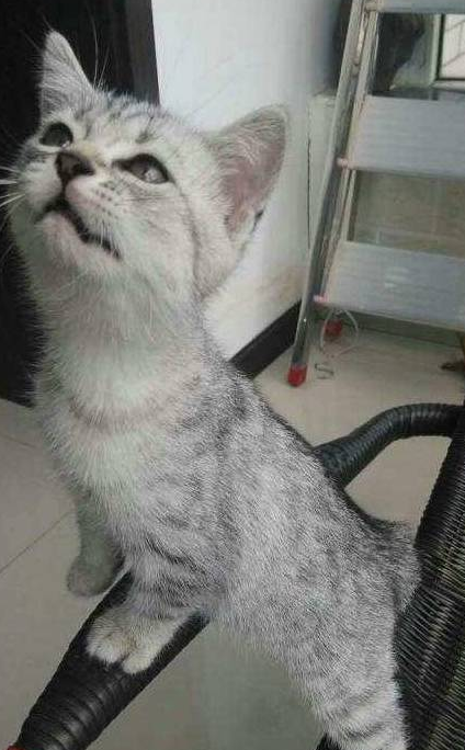 猫咪出去玩，回来却变“刺猬”，宠主看了忍不住笑喷
