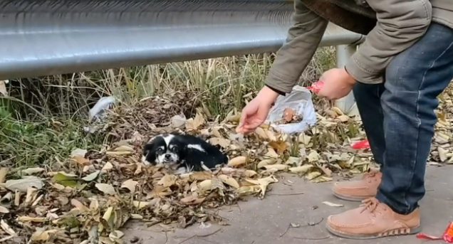 等了10天的年迈狗狗还想等它的主人 等了10天的年迈狗狗还想等它的主人