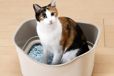猫砂几天更换一次