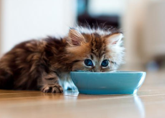 两个月猫能吃猫罐头吗
