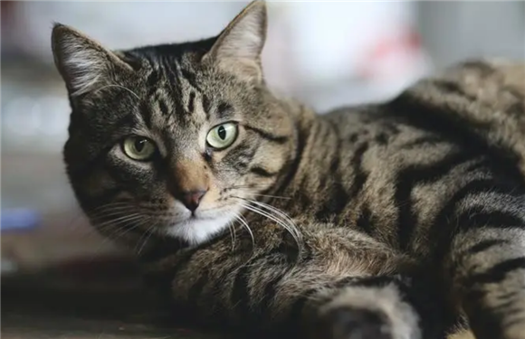 猫眼睑外翻红肿怎么办？千万要注意了