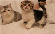 猫咪眼睛流黄水怎么回事？铲屎官清楚吗？