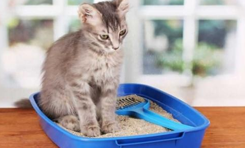 猫砂需要天天换吗