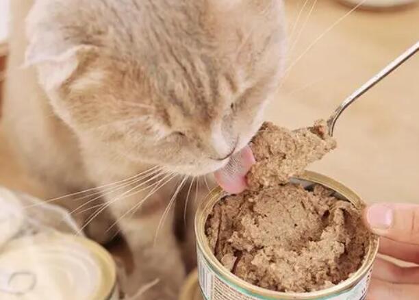 猫罐头可以直接喂吗