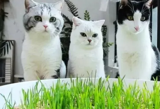 猫草攻略：如何选择与种植