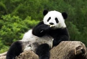 饲养员给小熊猫们喂奶时,竟出现了这一幕,网友:请停止卖萌! 饲养员给小熊猫们喂奶时,竟出现了这一幕,网友:请停止卖萌!