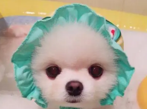 狗狗用成人沐浴露好吗