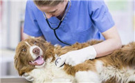 犬窝咳用什么药