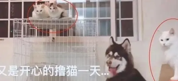 主人捡回来一只流浪白猫,一个月后收获惊喜 主人捡回来一只流浪白猫,一个月后收获惊喜