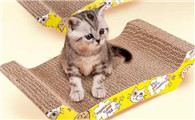 猫咪最喜欢玩什么玩具
