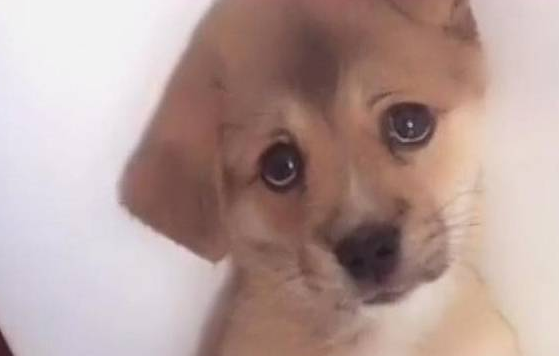 狗狗被主人罚站，一脸委屈，让主人舍不得动手！